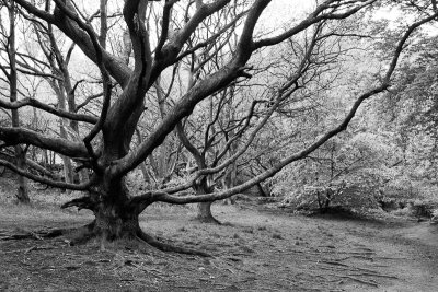 Tree on the Chevin