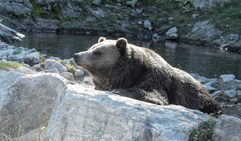 nature canada