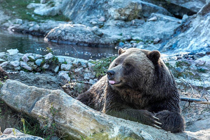 canada zoo