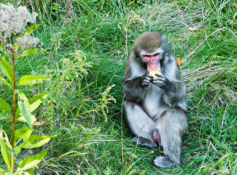 canada zoo