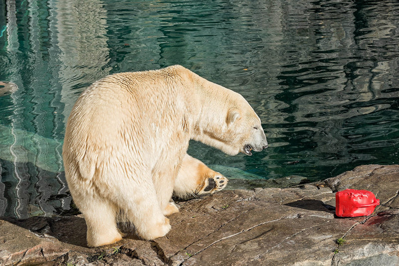 canada zoo