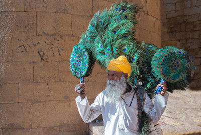 plumes de paon