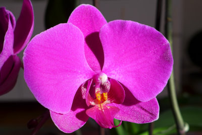 orchid in sunlight - P1060469b.jpg
