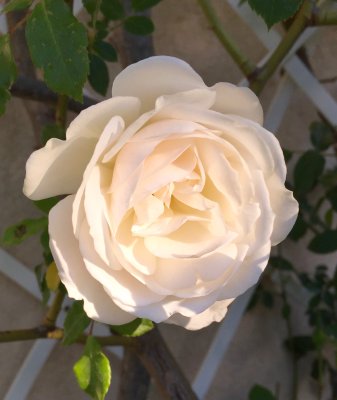 White rose at sunrise in April - IMG_2624.jpg