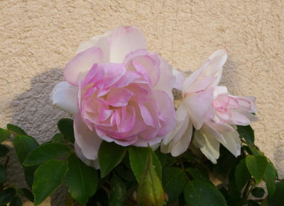 Roses de Mai - P1060746b.jpg