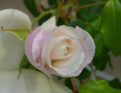 Roses de Mai - P1060750b.jpg