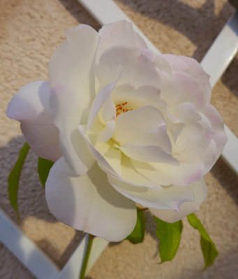 Roses de Mai - P1060751b.jpg