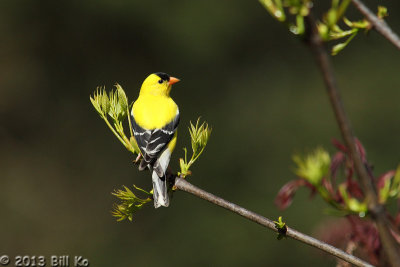 Birds In My Back Yard III