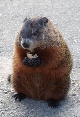 ground hog.jpg