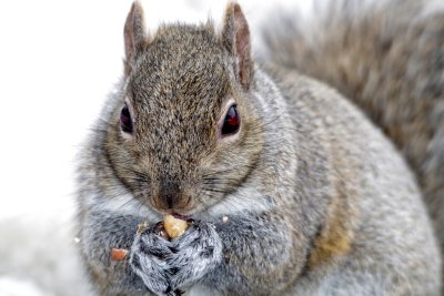 squirrel eating peanut.jpg
