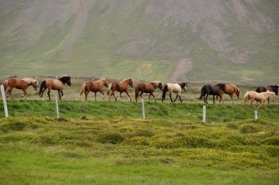 Horses in a line