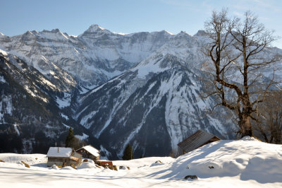 Tree and mountains