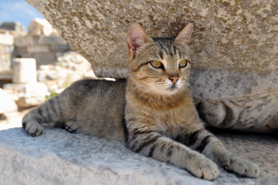 Ephesus cat, Turkey