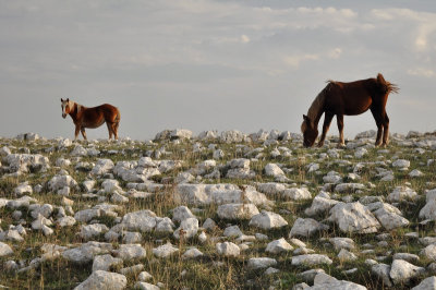 Horses of Monte Calvo