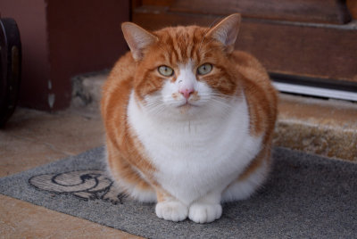 Doormat cat, Switzerland