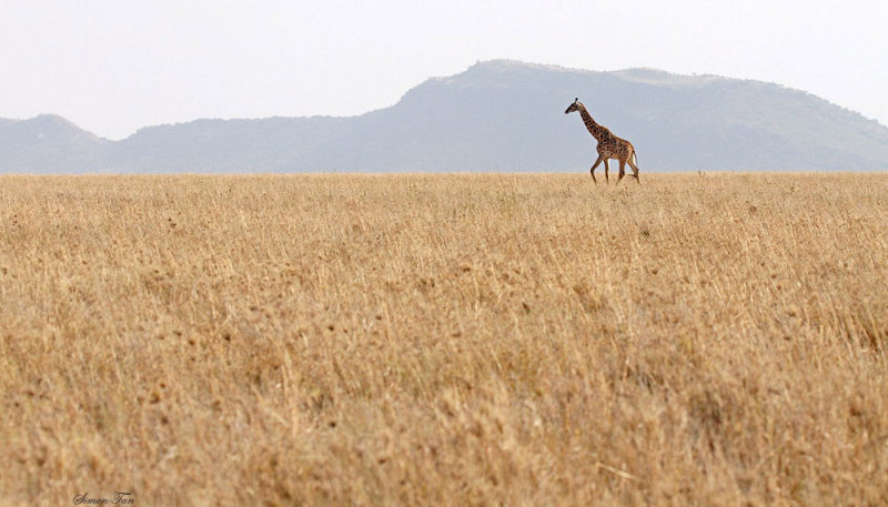 40723_118_Serengeti-Giraffe.jpg