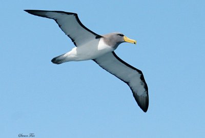 BDU132_09_Chatham-Albatross.jpg