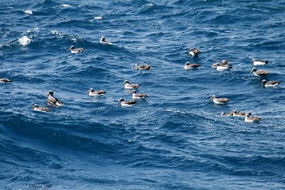 BDU132_10_Chatham-Albatrosses.jpg
