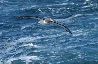 BDU132_11_Chatham-Albatross.jpg