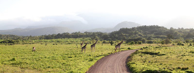 40718_115_ArushaNP-Giraffe-Mt-Meru.JPG