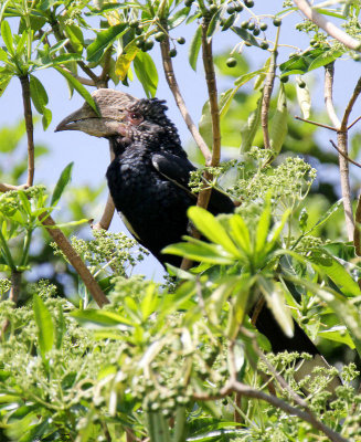 40719_116_Silver-cheeked-Hornbill.JPG