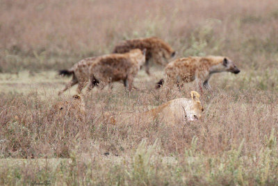 40720_111_Lion-Hyenas.JPG