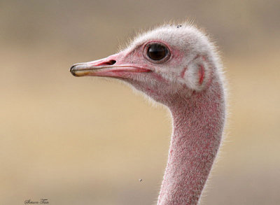 40720_116_Ostrich.JPG