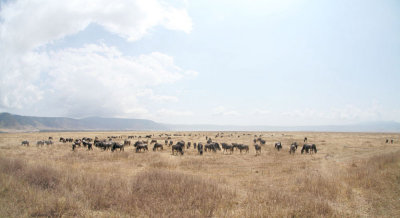 40720_140_Ngorongoro-Crater-floor.JPG