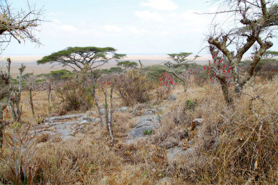 40721_132_Serengeti-Naabi-Hill.JPG