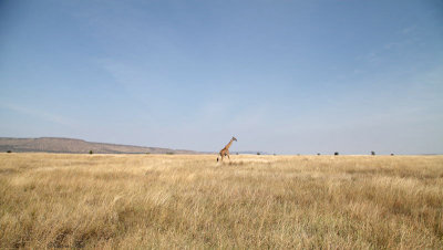 40722_115_Serengeti-Giraffe.JPG