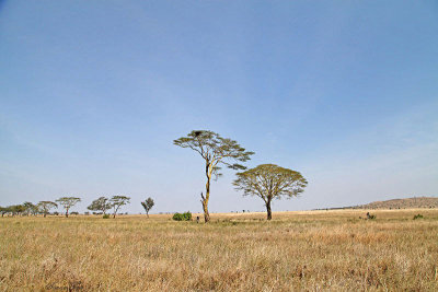 40722_120_Serengeti.jpg