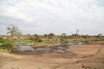 40722_122_Serengeti.JPG