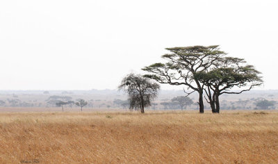 40723_115_Serengeti.JPG