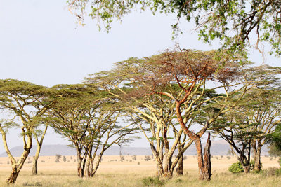 40723_116_Serengeti.JPG