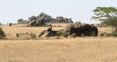 40723_120_Kopi-Serengeti.JPG