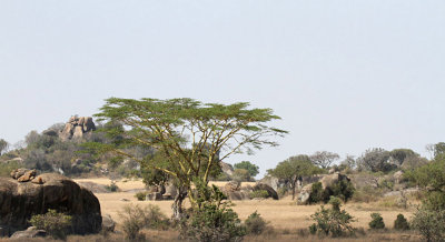 40723_122_Kopi-Serengeti.JPG