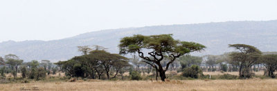 40723_126_Serengeti.JPG