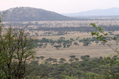 40723_138_Serengeti-Viewed-From-Serena-Lodge.JPG