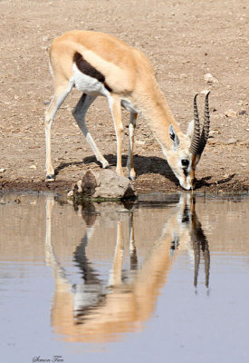 40724_116_Thomsons-Gazelle-drinking.JPG