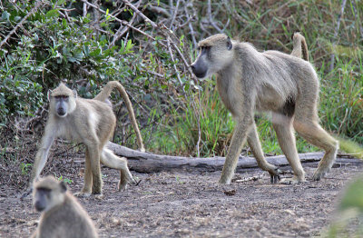 40727_112_Yellow-Baboon.jpg