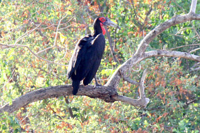 40727_115_Southern-Ground-Hornbill.JPG