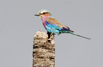 40729_110_Lilac-breasted-Roller.JPG