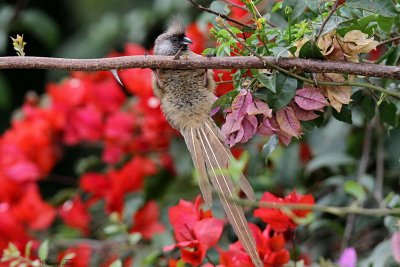 20140718_1104-Speckled-Mousebird.JPG