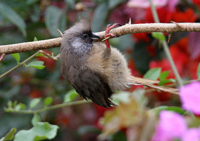 20140718_1106-Speckled-Mousebird.JPG