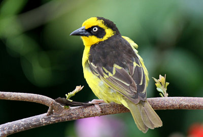 20140718_1108-Baglafecht-Weaver.JPG