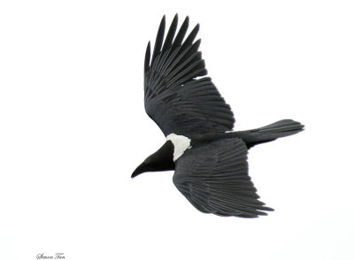 20140718_1120-Pied-Crow.JPG