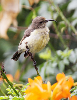 20140718_1126-Variable-Sunbird.JPG