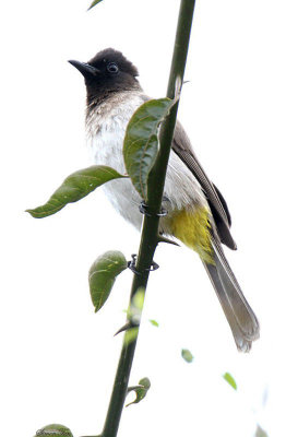 20140718_1134-Common-Bulbul.JPG