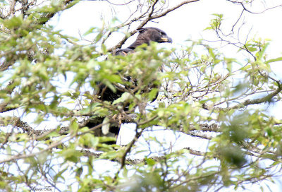 20140718_1136-African-Crowned-Eagle.JPG