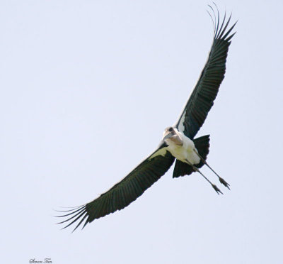 20140719_1166-Marabou-Stork.JPG